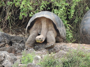 Resident of Galapagos Research Centre